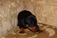 Milo, a male Miniature Dachshund for sale in Bryant, IN – Photo 10 of 10