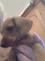 Cinnamon, a female Miniature Dachshund for sale in Bryant, IN – Photo 5 of 7