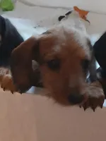 Cinnamon, a female Miniature Dachshund for sale in Bryant, IN – Photo 4 of 7