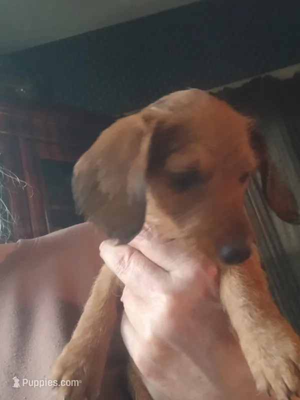 Cinnamon – Miniature Dachshund puppy for sale in Bryant, IN