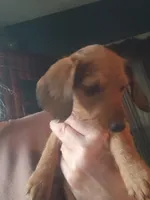 Cinnamon, a female Miniature Dachshund for sale in Bryant, IN – Photo 1 of 7