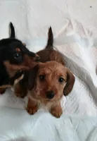 Cinnamon, a female Miniature Dachshund for sale in Bryant, IN – Photo 6 of 7