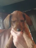 Cinnamon, a female Miniature Dachshund for sale in Bryant, IN – Photo 3 of 7