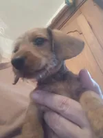 Cinnamon, a female Miniature Dachshund for sale in Bryant, IN – Photo 2 of 7