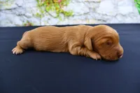 Julius , a male Miniature Dachshund for sale in Bryant, IN – Photo 1 of 8