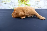 Julius , a male Miniature Dachshund for sale in Bryant, IN – Photo 4 of 8