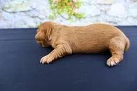 Julius , a male Miniature Dachshund for sale in Bryant, IN – Photo 8 of 8