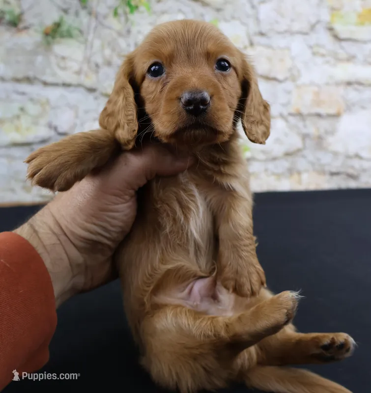 Julius  – Miniature Dachshund puppy for sale in Bryant, IN