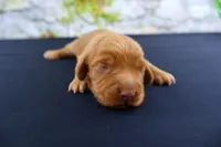 Julius , a male Miniature Dachshund for sale in Bryant, IN – Photo 5 of 8