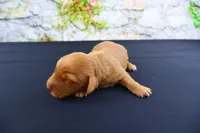 Julius , a male Miniature Dachshund for sale in Bryant, IN – Photo 2 of 8