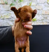 Julius , a male Miniature Dachshund for sale in Bryant, IN – Photo 3 of 8