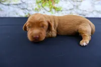 Julius , a male Miniature Dachshund for sale in Bryant, IN – Photo 6 of 8