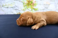 Julius , a male Miniature Dachshund for sale in Bryant, IN – Photo 7 of 8