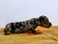 Pebbles, a female Miniature Dachshund for sale in Bryant, IN – Photo 8 of 9