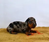 Pebbles, a female Miniature Dachshund for sale in Bryant, IN – Photo 3 of 9