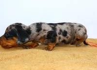 Pebbles, a female Miniature Dachshund for sale in Bryant, IN – Photo 9 of 9
