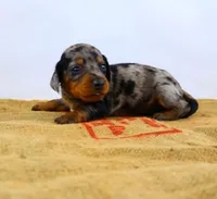 Pebbles, a female Miniature Dachshund for sale in Bryant, IN – Photo 6 of 9