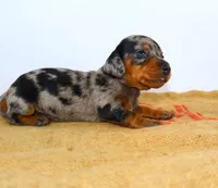 Pebbles, a female Miniature Dachshund for sale in Bryant, IN – Photo 4 of 9