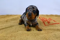 Pebbles, a female Miniature Dachshund for sale in Bryant, IN – Photo 1 of 9