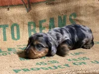 Cleo, a female Miniature Dachshund for sale in Bryant, IN – Photo 5 of 5