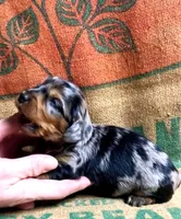Cleo, a female Miniature Dachshund for sale in Bryant, IN – Photo 1 of 5