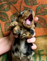 Cleo, a female Miniature Dachshund for sale in Bryant, IN – Photo 2 of 5