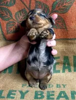 Cleo, a female Miniature Dachshund for sale in Bryant, IN – Photo 4 of 5