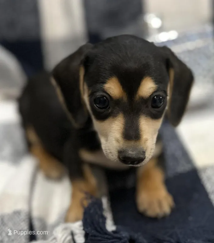 Spencer – Miniature Dachshund puppy for sale in Whitesboro, TX