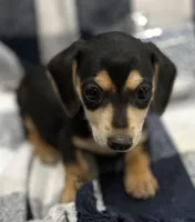 Spencer, a male Miniature Dachshund for sale in Whitesboro, TX – Photo 1 of 6
