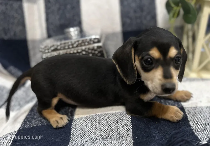 Spencer – Miniature Dachshund puppy for sale in Whitesboro, TX