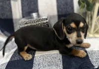 Spencer, a male Miniature Dachshund for sale in Whitesboro, TX – Photo 2 of 6