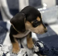 Spencer, a male Miniature Dachshund for sale in Whitesboro, TX – Photo 5 of 6