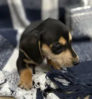 Spencer, a male Miniature Dachshund for sale in Whitesboro, TX – Photo 3 of 6