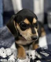 Spencer, a male Miniature Dachshund for sale in Whitesboro, TX – Photo 6 of 6