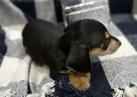 Spencer, a male Miniature Dachshund for sale in Whitesboro, TX – Photo 4 of 6