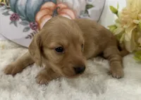 Autumn, a female Miniature Dachshund for sale in Whitesboro, TX – 3 of 9