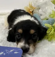 Trace, a male Miniature Dachshund for sale in Whitesboro, TX – 3 of 9