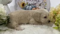 Olivia, a female Miniature Dachshund for sale in Whitesboro, TX – 6 of 9