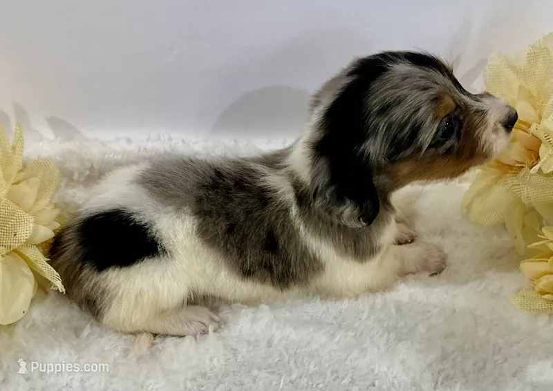 Gentry    – Miniature Dachshund puppy for sale in Whitesboro, TX