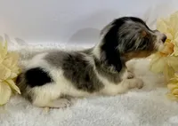 Gentry, a male Miniature Dachshund for sale in Whitesboro, TX – 5 of 5
