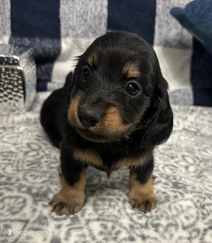 Samson – Miniature Dachshund puppy for sale in Whitesboro, TX