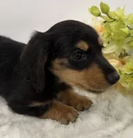 Bella, a female Miniature Dachshund for sale in Whitesboro, TX – 2 of 5