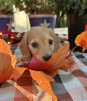 Autumn Hold, a female Miniature Dachshund for sale in Whitesboro, TX – 3 of 7