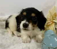 Trace, a male Miniature Dachshund for sale in Whitesboro, TX – 5 of 9