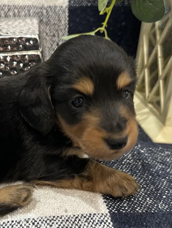 Gabby – Miniature Dachshund puppy for sale in Whitesboro, TX