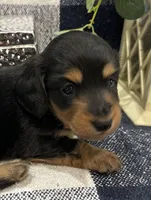 Gabby, a female Miniature Dachshund for sale in Whitesboro, TX – Photo 3 of 9