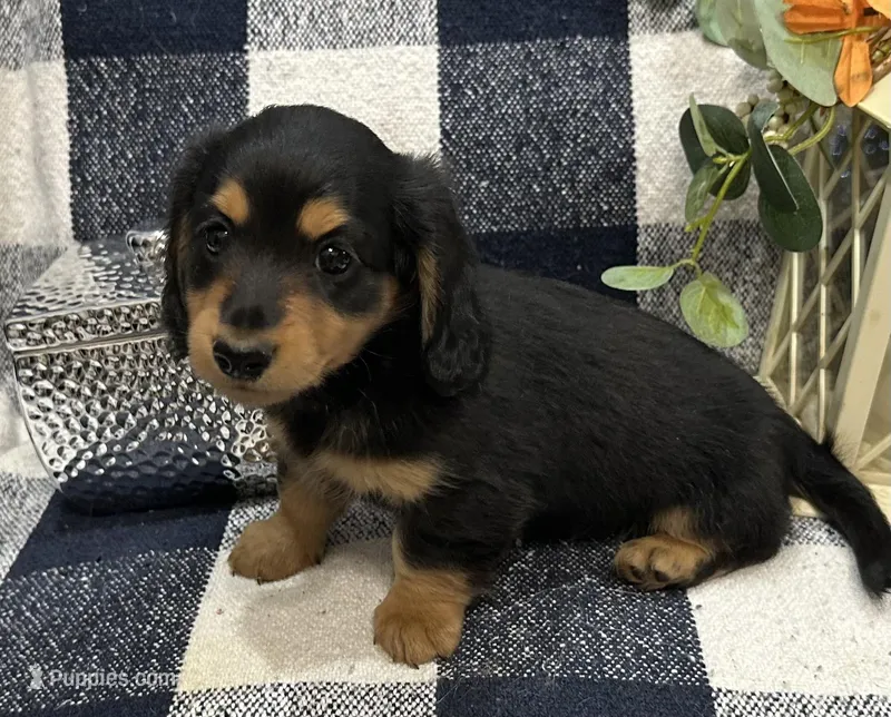 Gabby, a female Miniature Dachshund for sale in Whitesboro, TX – Photo 1 of 9
