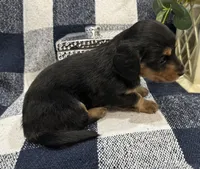 Gabby, a female Miniature Dachshund for sale in Whitesboro, TX – Photo 5 of 9