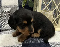 Gabby, a female Miniature Dachshund for sale in Whitesboro, TX – Photo 8 of 9