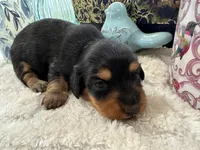 Gabby, a female Miniature Dachshund for sale in Whitesboro, TX – Photo 2 of 2